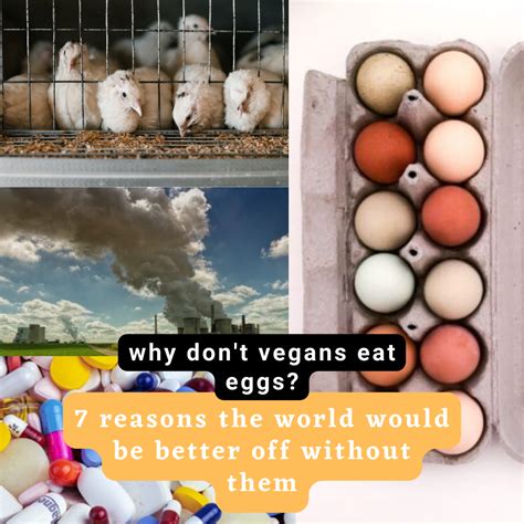 Why don t vegans eat eggs or dairy products